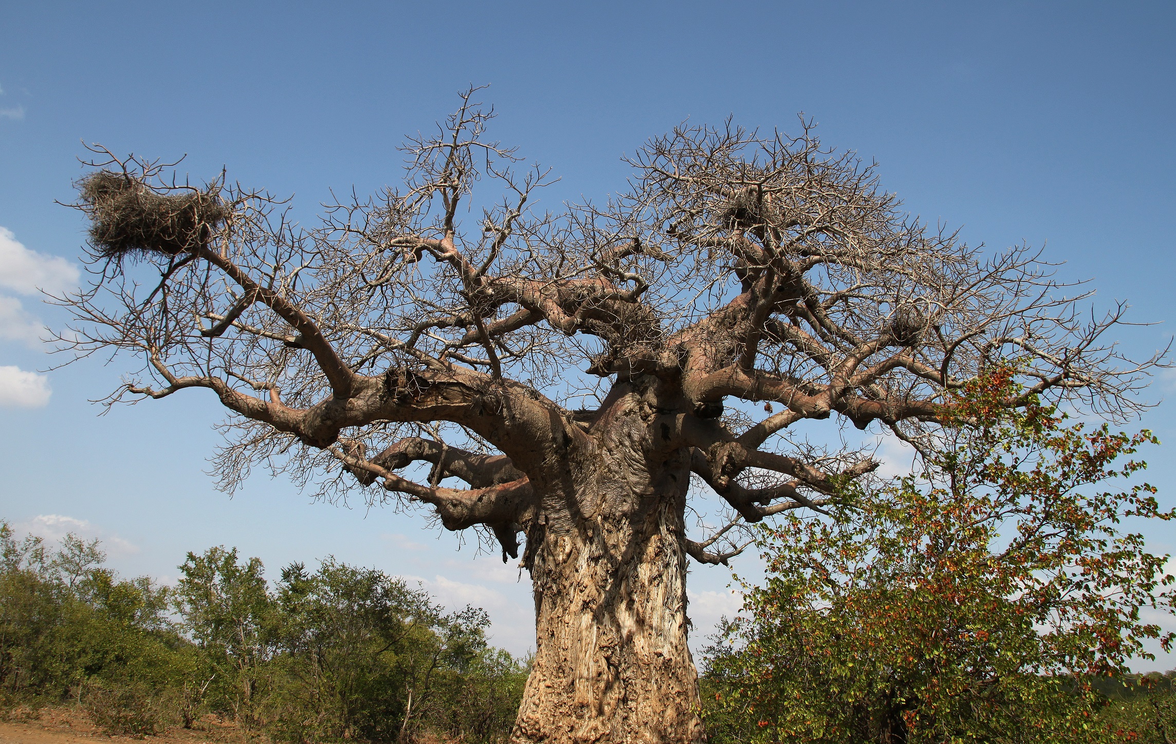 baobab, limpopo, south africa